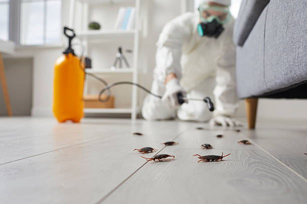 Trusted Rodent Control service in Belvidere, NJ - Nex Pest Control